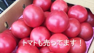 kyoto-office7maeda-tomato