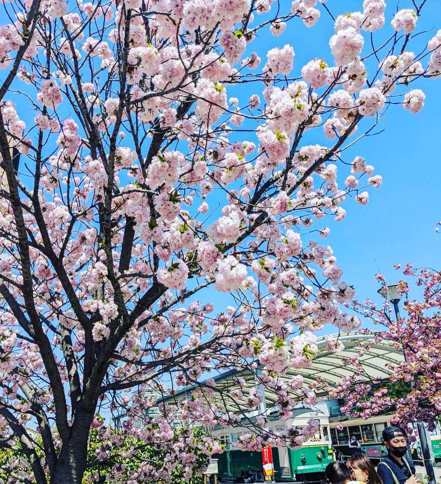 こんにちはマエダ文具店です！週末に梅小路公園でメイドインKYOTOというイベントがありました！土曜日は雨風でコンディションが良くなかったのですが、日曜日は晴れてよかったですね！キッチンカーも出ていて賑わってました！桜もそろそろ終盤ですが、まだキレイに咲いてる桜もありました！これから暖かくなってきますので、週末は梅小路公園にお出かけしてみてください！楽しいイベントも満載です！#マエダ文具店 #前田文具店#梅小路公園 #梅小路京都西駅 #京都水族館 #京都鉄道博物館#七条センター商店街 #ホテルエミオン京都 #梅小路ポテル京都 #ザロイヤルパークホテル京都梅小路 #桜 #イベント #メイドイン京都 #madeinkyoto